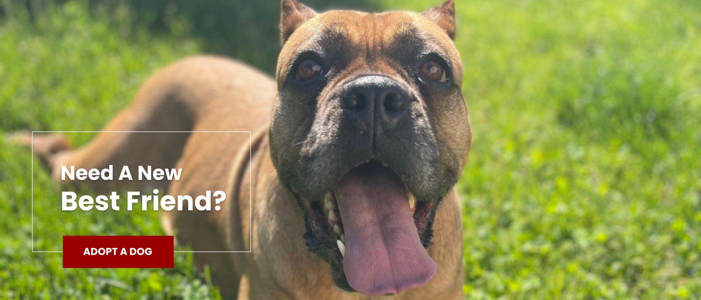 adopt-Home-At-Last-Dog-Rescue