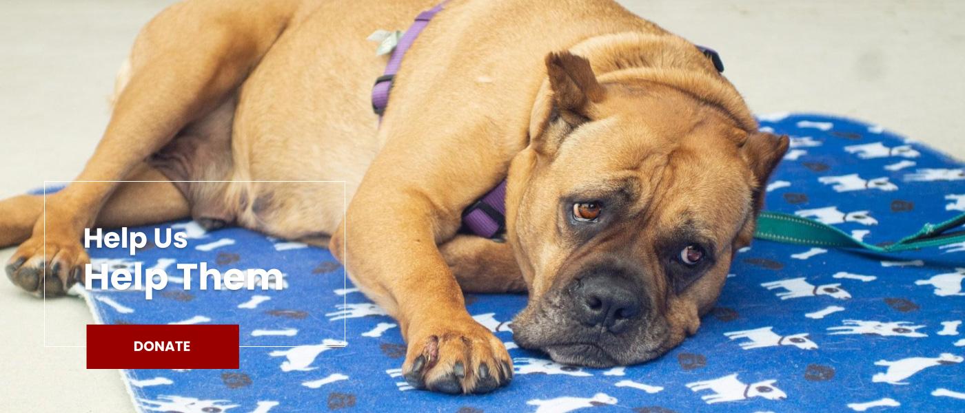 donate-Home-At-Last-Dog-Rescue