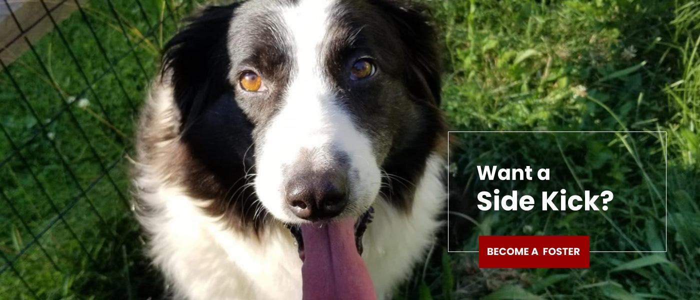 foster-Home-At-Last-Dog-Rescue