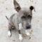 Periwinkle (Terrier mix)