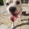 Uno (Terrier mix)