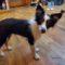 Cayden (Aussie)