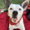 Katie (Bully Mix)