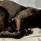 Rocky (Lab x)