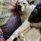 Katie (Bully Mix)