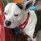 Katie (Bully Mix)