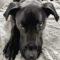 Rocky (Lab x)