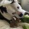 Katie (Bully Mix)