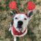Katie (Bully Mix)