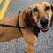 Dixie (Hound mix)