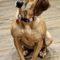Dixie (Hound mix)