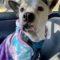 Katie (Bully Mix)