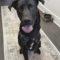 Rocky (Lab x)