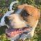 Eli (Boxer/Bulldog mix)