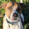 Eli (Boxer/Bulldog mix)