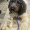 Fern (POODLE) ADOPTED