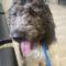 Fern (POODLE) ADOPTED