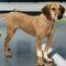 Dixie (Hound mix)
