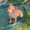 Lettie (Pit X)