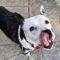 Katie (Bully Mix)