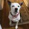 Katie (Bully Mix)