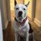 Katie (Bully Mix)