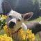 Katie (Bully Mix)