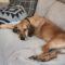 Dixie (Hound mix)