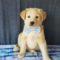 Mateo( Lab mix) ADOPTED