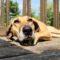 Dixie (Hound mix)