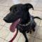 Rocky (Lab x)