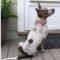 Libby (Cattle Dog x)