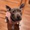 Periwinkle (Terrier mix)