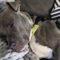 Periwinkle (Terrier mix)