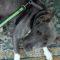 Periwinkle (Terrier mix)