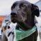 Rocky (Lab x)