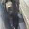 Toonie ( Newfie)