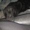 Toonie ( Newfie)