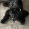 Toonie ( Newfie)