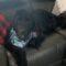 Toonie ( Newfie)