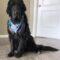 Toonie ( Newfie)