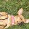 Tibia (Chi mix)