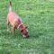 Tibia (Chi mix)