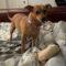 Tibia (Chi mix)