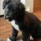Turnip (Collie mix) ADOPTED