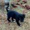 Turnip (Collie mix) ADOPTED
