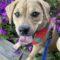 Tiffany  (Chi/Boxer mix)