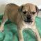 Tiffany  (Chi/Boxer mix)
