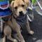 Tiffany  (Chi/Boxer mix)