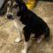 Stormey (Windstorm) (Coonhound)